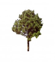 Sosna żółta DUŻE SADZONKI 180-200 cm (Pinus ponderosa)